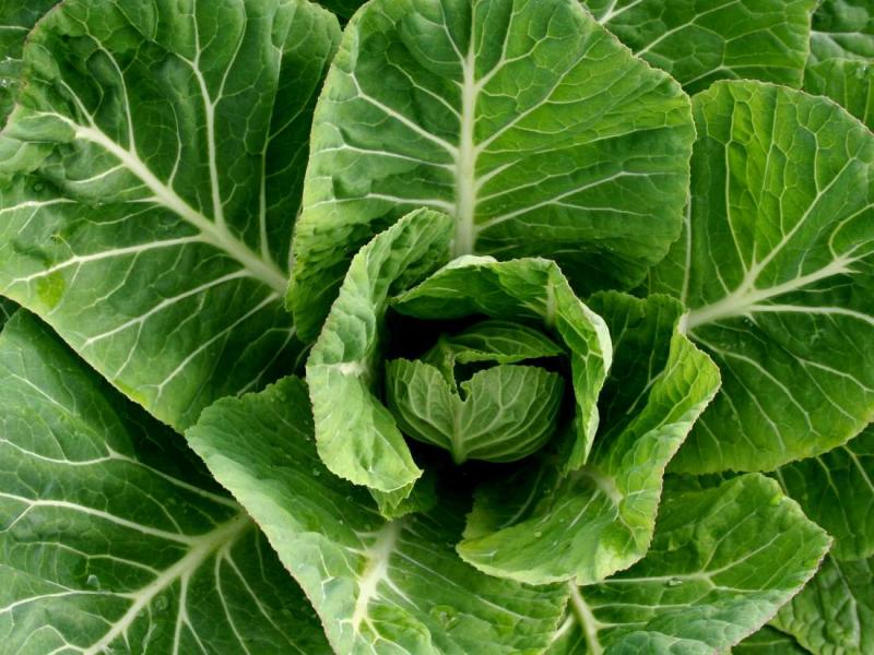 Collard yeşillikleri faydaları