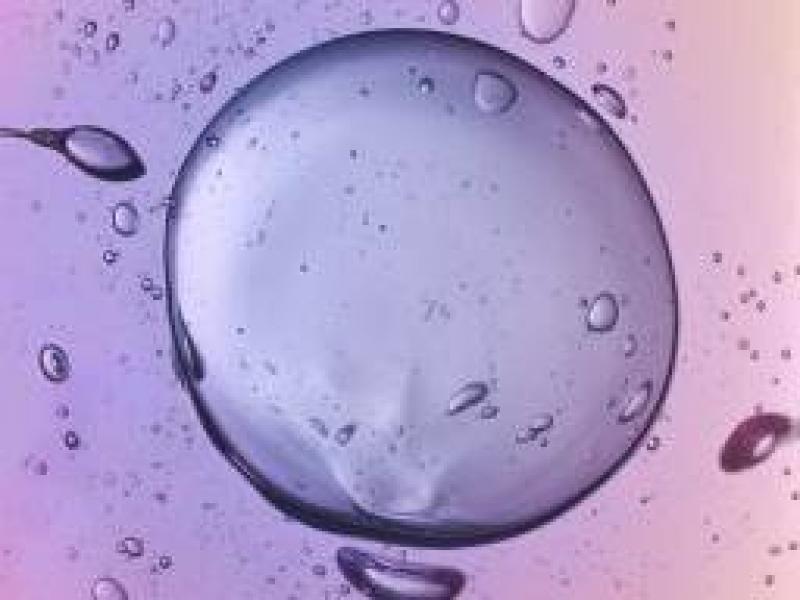 Yumurtlama nedir ? Üreme sağlığını nasıl etkiler?