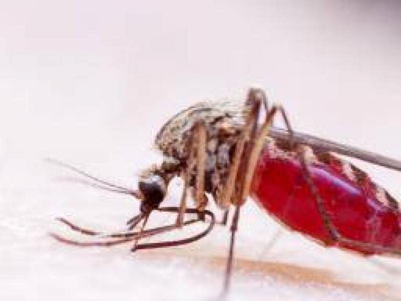 Zika virüsü belirtileri, gerçekleri ve tanı